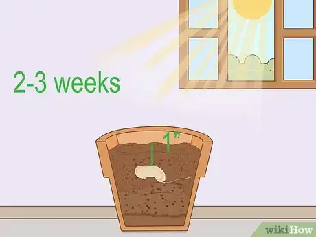 Imagem intitulada Grow a Mango Tree Step 9