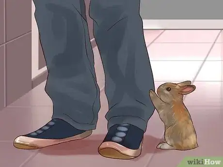 Imagem intitulada Play With Your Rabbit Step 9