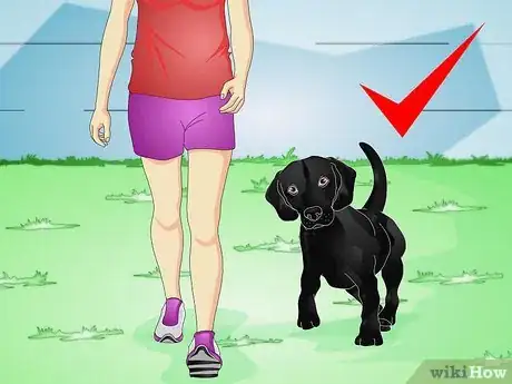 Imagem intitulada Train a Naughty Labrador Step 3