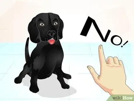Imagem intitulada Train a Naughty Labrador Step 4