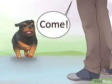 Imagem intitulada Train Your Rottweiler Puppy With Simple Commands Step 13
