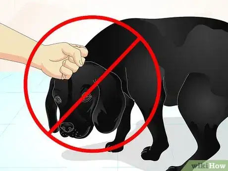 Imagem intitulada Train a Naughty Labrador Step 8