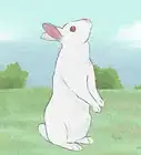 Entender os Sinais das Orelhas de Coelhos