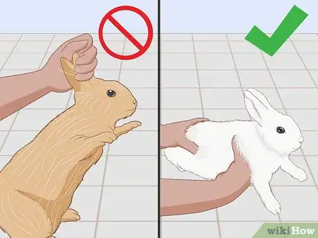 Imagem intitulada Care for an Injured Rabbit Step 17