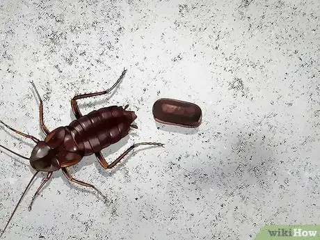 Imagem intitulada Identify a Cockroach Step 21