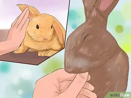 Imagem intitulada Play With Your Rabbit Step 8