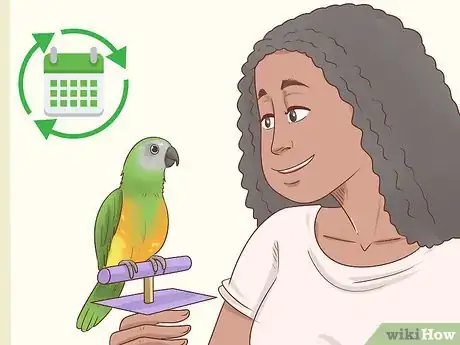 Imagem intitulada Train a Parrot Step 3