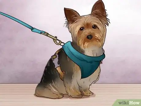 Imagem intitulada Train a Yorkie Step 2