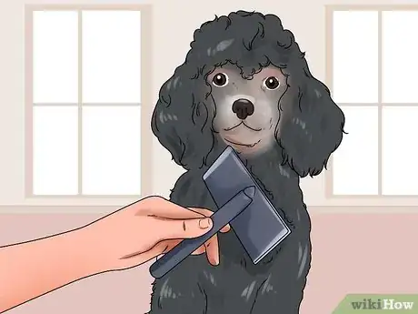 Imagem intitulada Reduce Excessive Shedding in Dogs Step 5