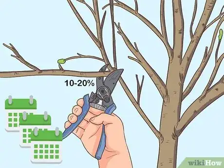 Imagem intitulada Prune a Pear Tree Step 8