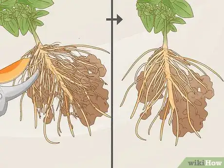 Imagem intitulada Prune Roots Step 4