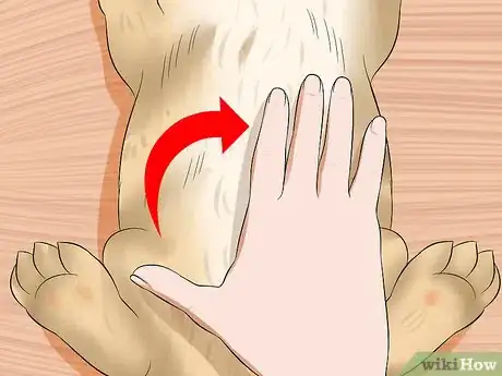 Imagem intitulada Treat Digestive Problems in Rabbits Step 17