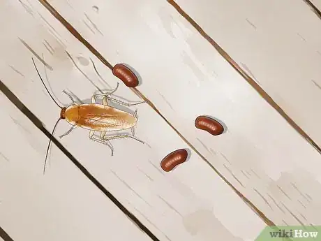 Imagem intitulada Identify a Cockroach Step 35