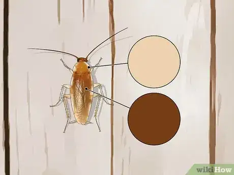 Imagem intitulada Identify a Cockroach Step 32