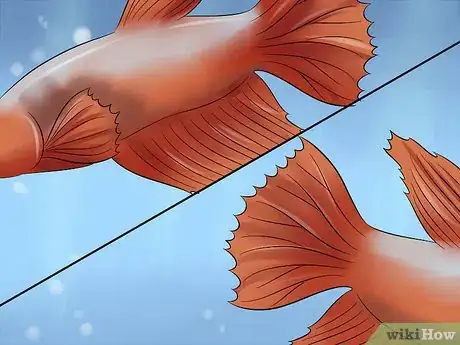 Imagem intitulada Identify Different Betta Fish Step 6