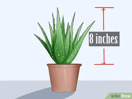 Imagem intitulada Extract Aloe Vera Step 1