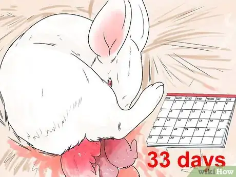 Imagem intitulada Breed Rabbits Step 12