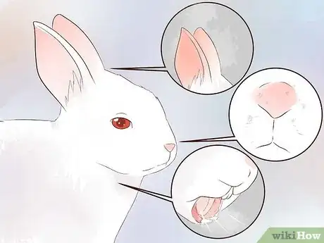 Imagem intitulada Transport a Rabbit Step 10