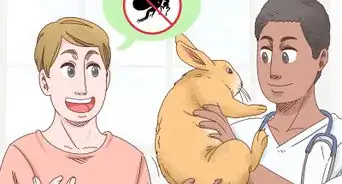 Tratar Pulgas em Coelhos