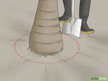 Imagem intitulada Remove a Palm Tree Step 5