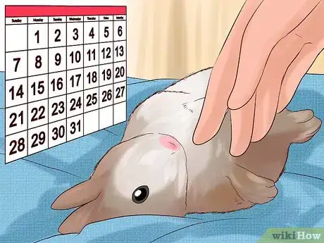 Imagem intitulada Play With Your Rabbit Step 4