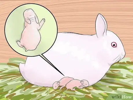 Imagem intitulada Care for Newborn Rabbits Step 7