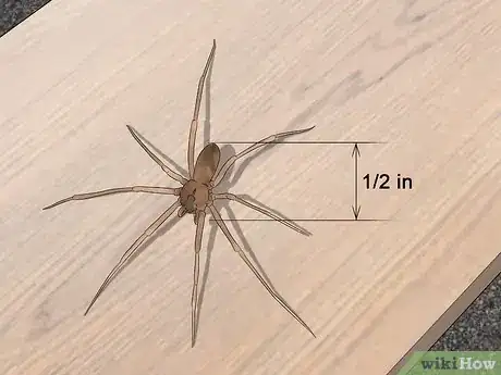 Imagem intitulada Identify a Brown Recluse Step 5