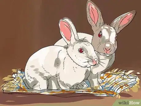 Imagem intitulada Care for an Outdoor Rabbit Step 10