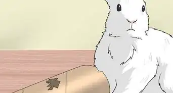 Fazer Brinquedos Caseiros Para Coelhos