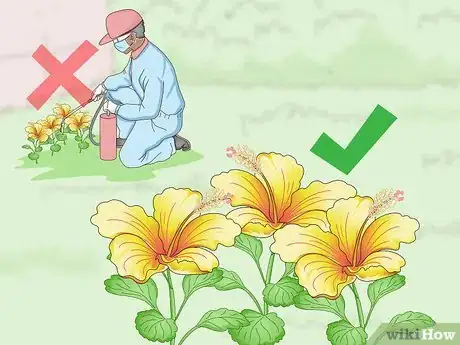 Imagem intitulada Dry a Hibiscus Flower Step 9