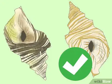 Imagem intitulada Blow a Conch Shell Step 8
