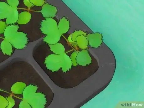 Imagem intitulada Grow Roses from Seed Step 12