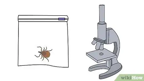 Imagem intitulada Remove a Tick Step 15