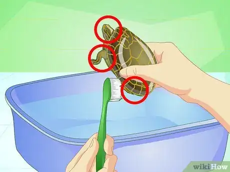 Imagem intitulada Bathe a Turtle Step 6
