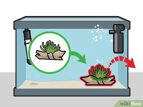 Imagem intitulada Grow Java Moss Step 12