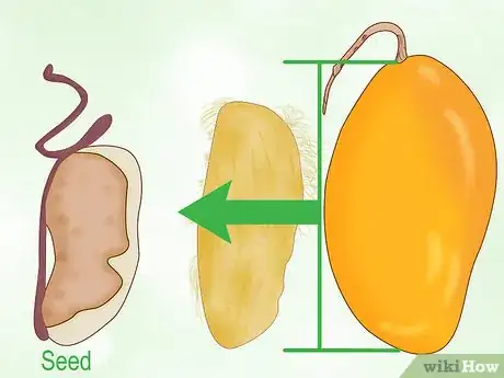 Imagem intitulada Grow a Mango Tree Step 6