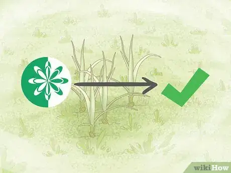 Imagem intitulada Get Rid of Nutgrass Step 10
