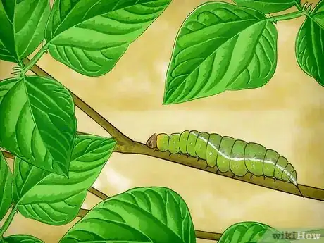 Imagem intitulada Raise Butterflies Step 2