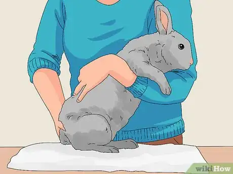 Imagem intitulada Pick up a Rabbit Step 12