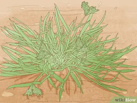 Imagem intitulada Identify Weeds Step 8