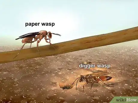 Imagem intitulada Identify Wasps Step 2