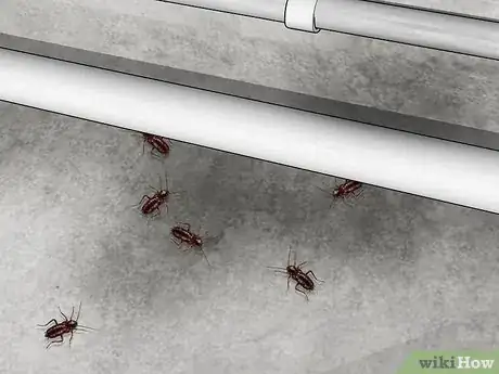 Imagem intitulada Identify a Cockroach Step 19
