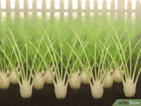 Imagem intitulada Grow Fennel Step 8