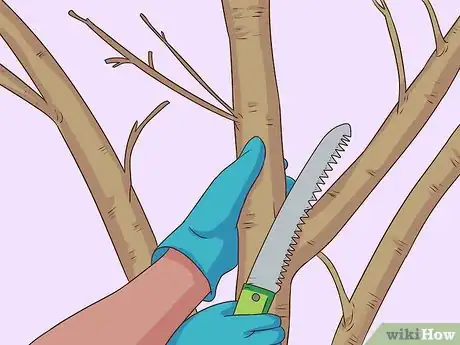 Imagem intitulada Prune a Pear Tree Step 7