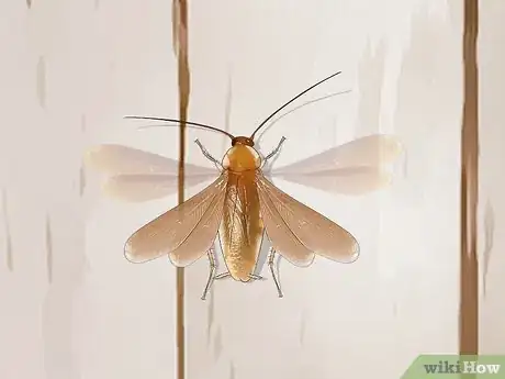 Imagem intitulada Identify a Cockroach Step 33