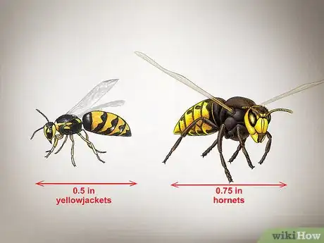 Imagem intitulada Identify Wasps Step 3