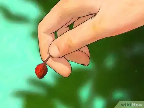 Imagem intitulada Grow Roses from Seed Step 2
