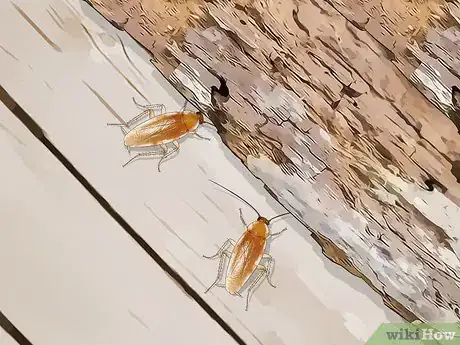 Imagem intitulada Identify a Cockroach Step 34
