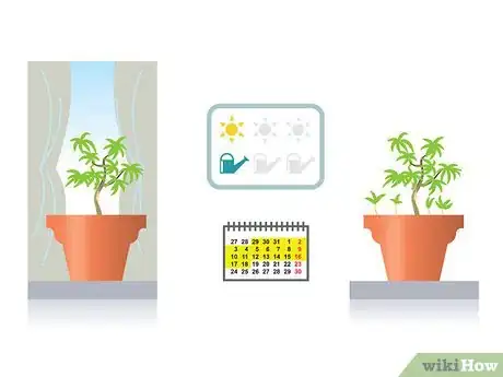 Imagem intitulada Start a Bonsai Tree Step 11