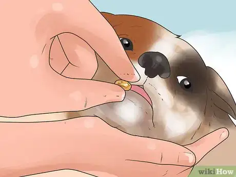 Imagem intitulada Stop Dogs from Eating Dog Poop Step 9